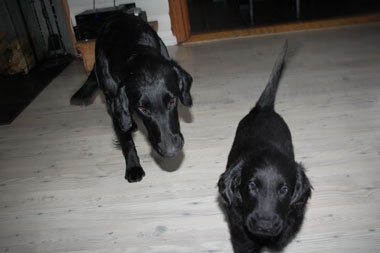 P090217Alphaog Giga 2