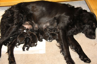 P101216Mayaogvalpene 1