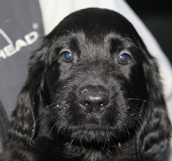 P220117JhaleAlfaHode