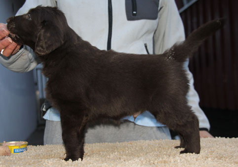 Q270117GRBalderStående