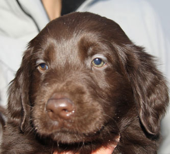 Q300117JhaleFridaHode