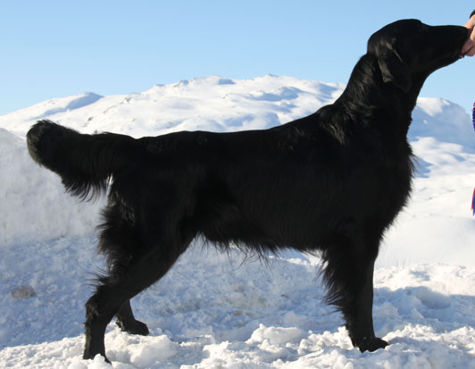 A Z I Elegante Lke14