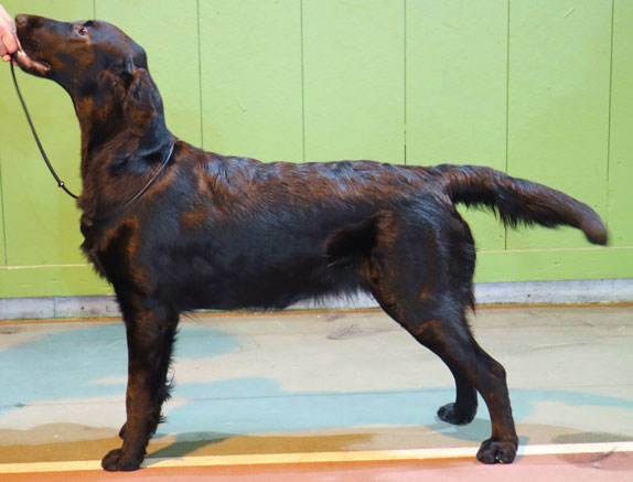 A Z I Nydelige Allora 1